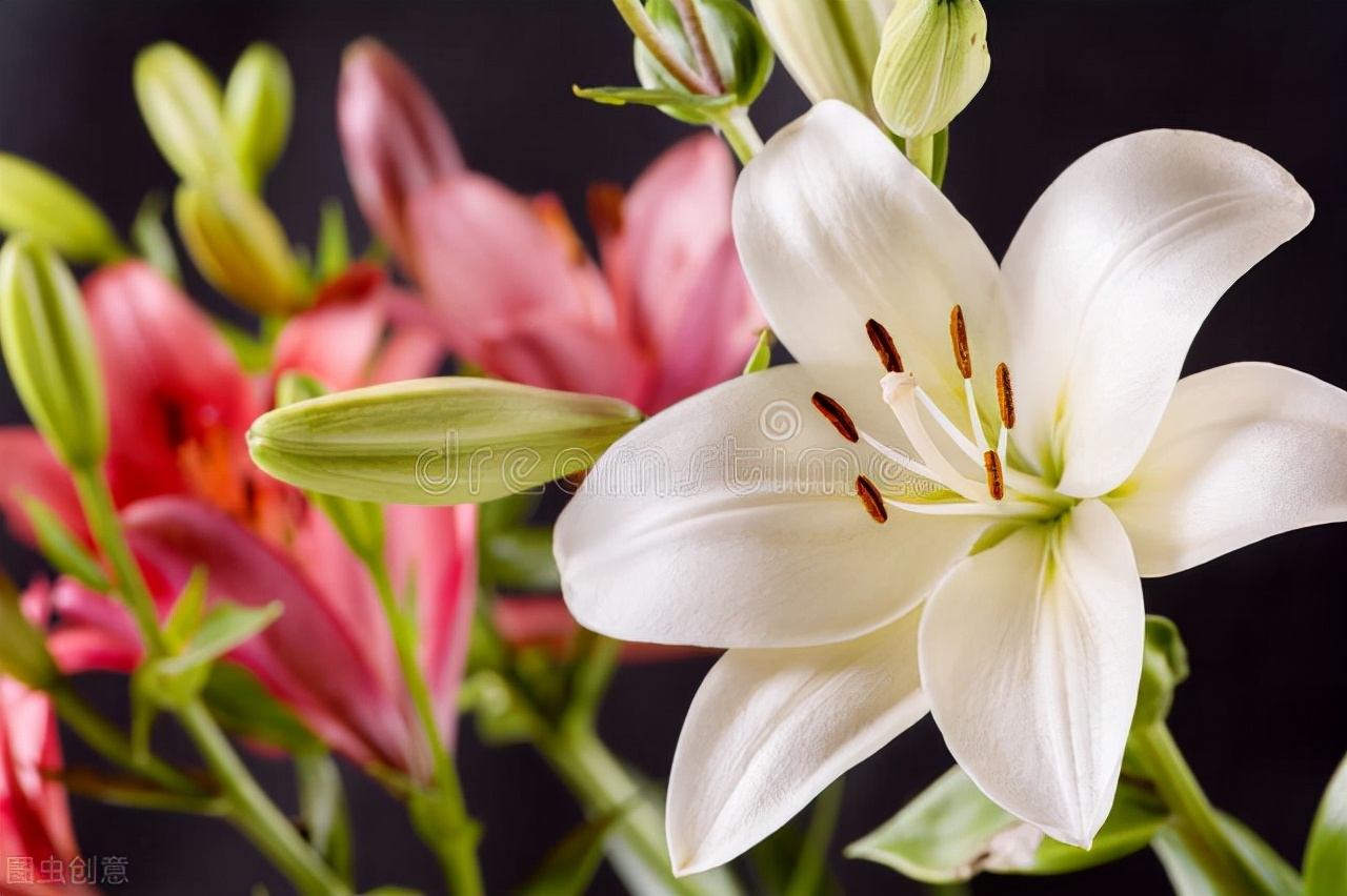 卷丹百合种球繁殖步骤图解,百合种球萌芽1厘米了怎么养护