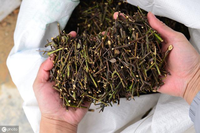 6岁小儿七星茶的用法用量,1岁小儿七星茶服用方法