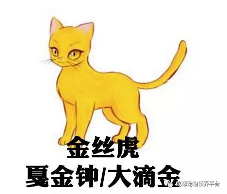 谁说土猫无名猫？快来围观古代猫谱，你家有没有镇宅神兽！