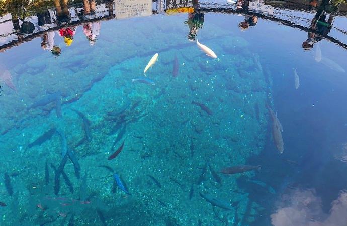 去富士山看樱花,日本富士山浪漫