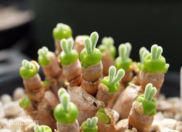 卖萌节丨植物卖起萌来，谁顶得住？