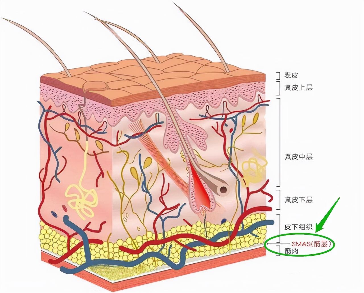 千元以下的美容仪都是智商税吗,perfmi美容仪是智商税吗