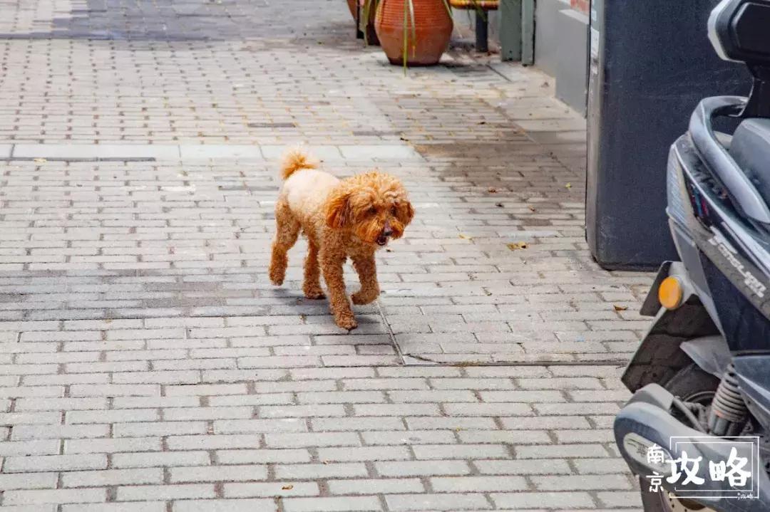 慧园里,南京城中,时光交错的角落