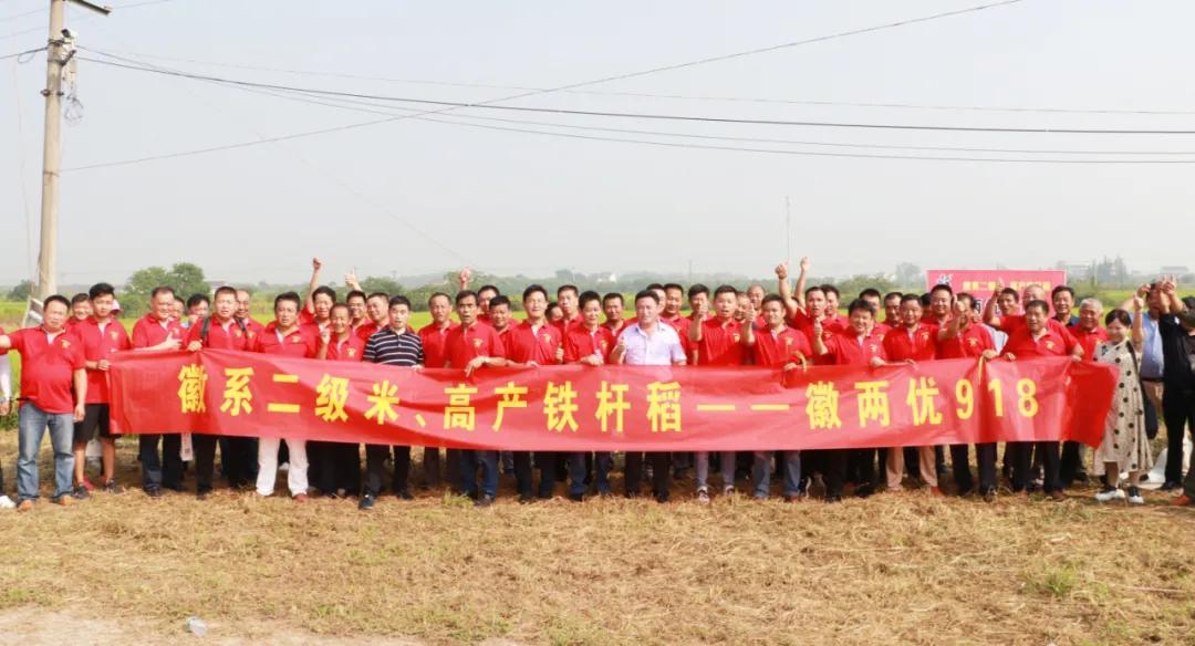 徽两优1577第一名高产稻种,徽两优985稻种简介