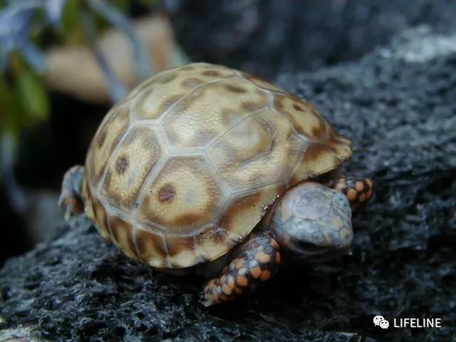 红腿陆龟如何家庭散养,广东红腿陆龟养殖方法