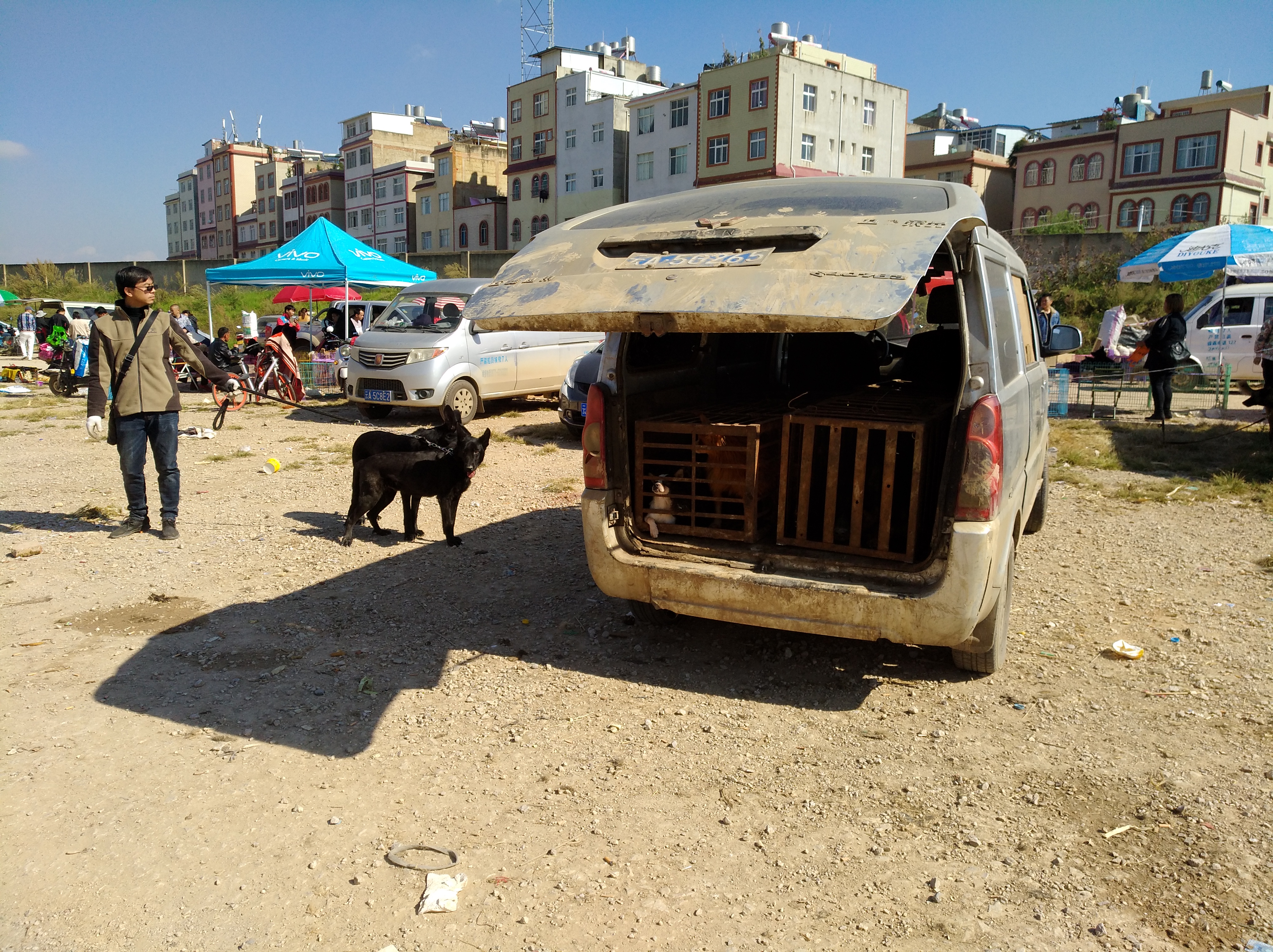 在狗市能看见哪些可爱的狗狗,在狗市选阿拉斯加