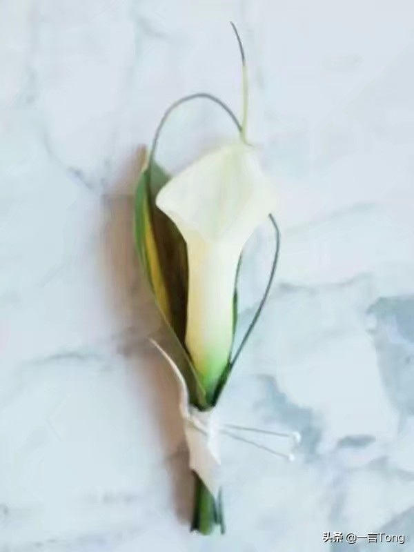 贵族版马蹄莲,高贵雅致马蹄莲