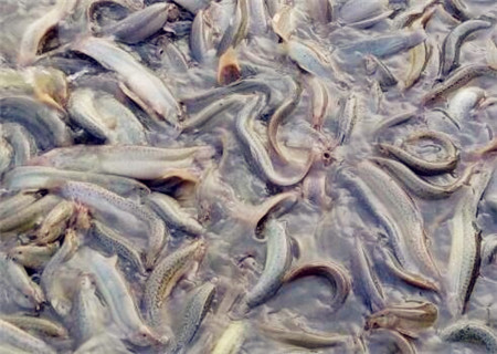 泥鳅养殖技术一亩多少钱,泥鳅养殖一亩收益多少钱