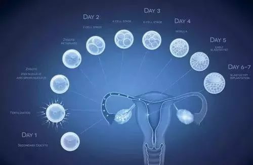 干细胞治疗卵巢早衰医院,心海治疗加成最多