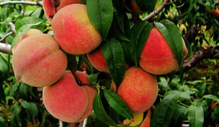 热干面醒了！潍坊肉火烧们坐不住了​！