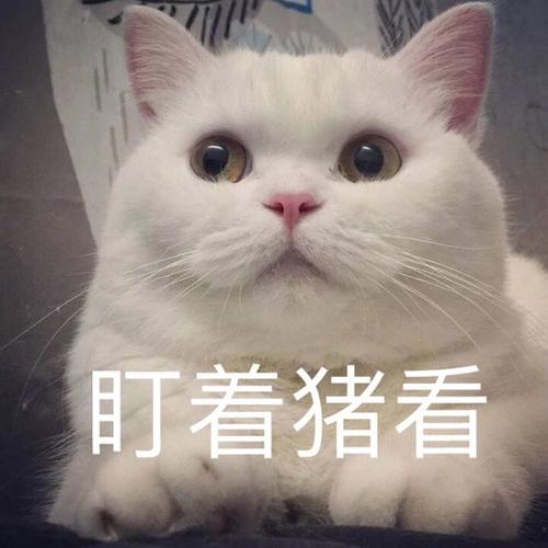 新手怎么选猫图解,新手选猫怎么避雷