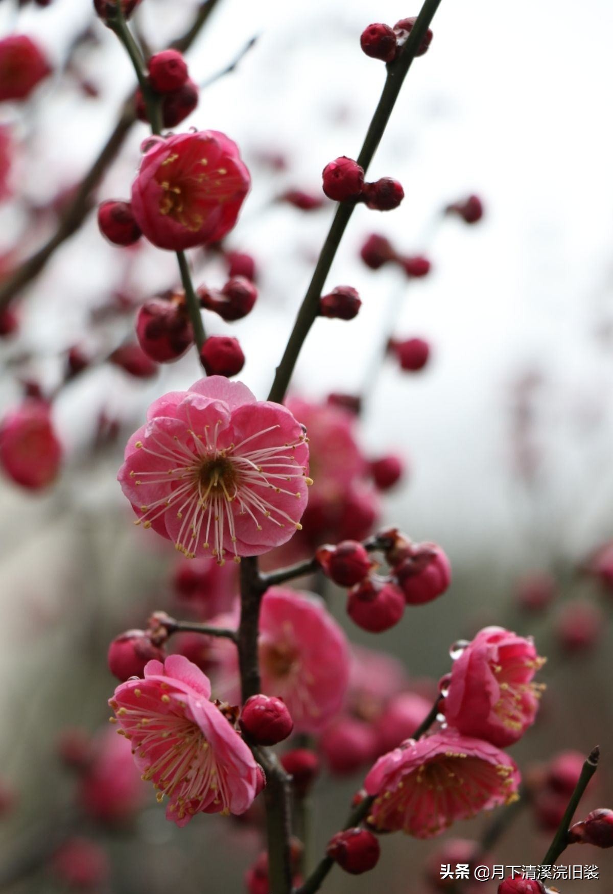 梅开二度,一段鲜为人知的爱情故事「梅花见证纯美的爱情」