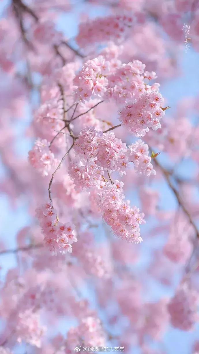 濡備綍鍖哄垎妯辫姳妗冭姳姊ㄨ姳鏉忚姳娴锋,妯辫姳妗冭姳鏉庤姳鏉忚姳濡備綍鍖哄垎