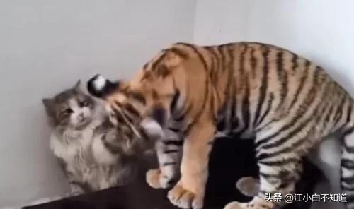 猫咪见到老虎原来我长大后这么猛,猫咪第一次见到老虎反应真呆萌