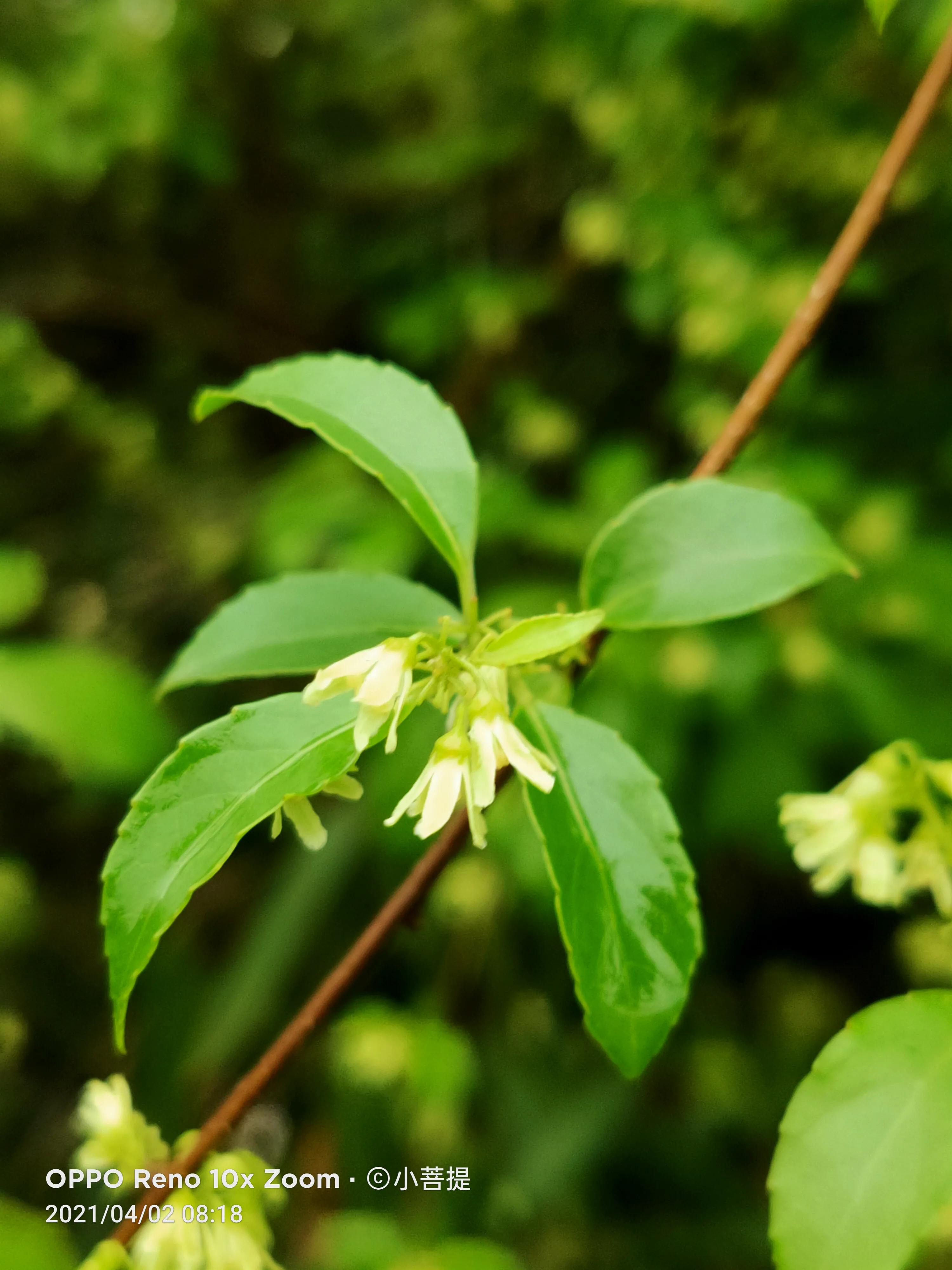 清明时节开花的花草有哪些,早春时节各种植物的样子