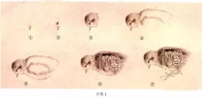 苏百钧工笔国画教学视频,苏百钧花鸟白描画稿