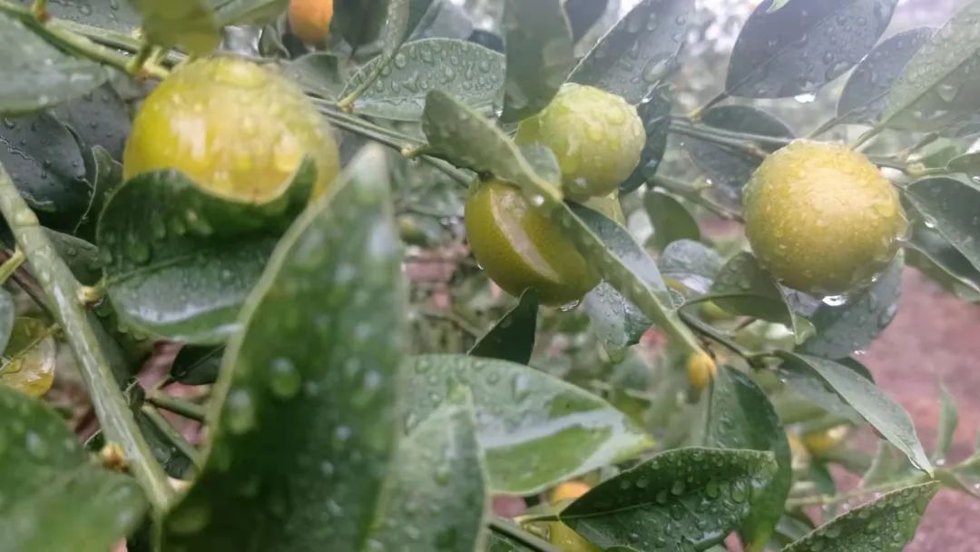 防寒措施有哪些,防寒布果树防冻措施