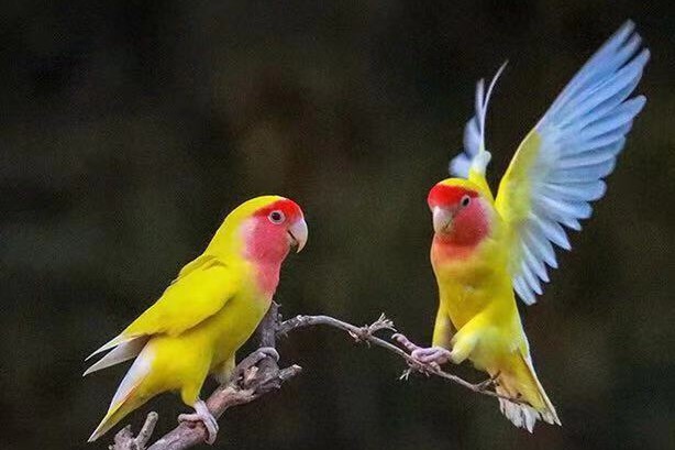 普兰牡丹鹦鹉是头类还是面类,面类牡丹和头面牡丹鹦鹉如何区分