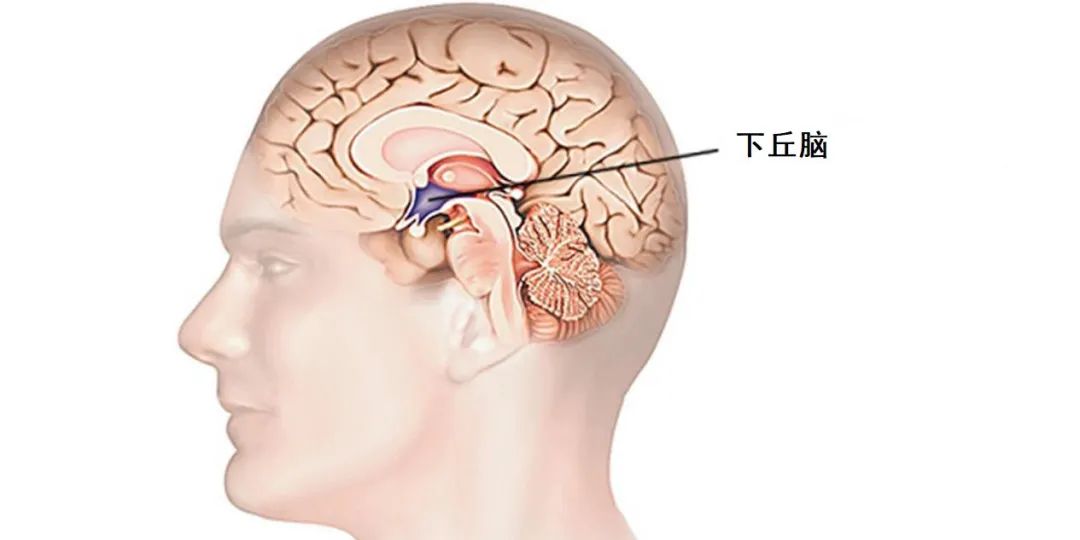 水果吃得多容易脂肪肝,脂肪肝吃哪些水果最好