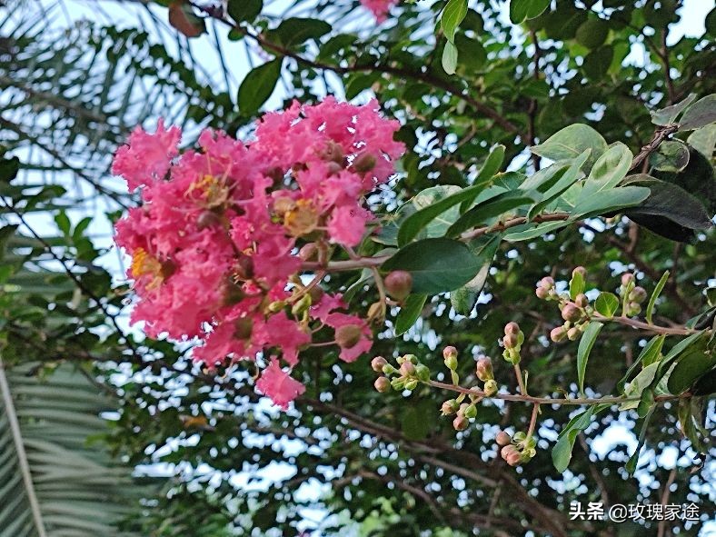 三伏天狗肉如何进补,三伏天吃狗肉有用吗