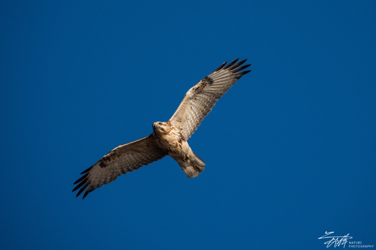 慢享自然，快意拍摄索尼黑卡RX10M4升级体验