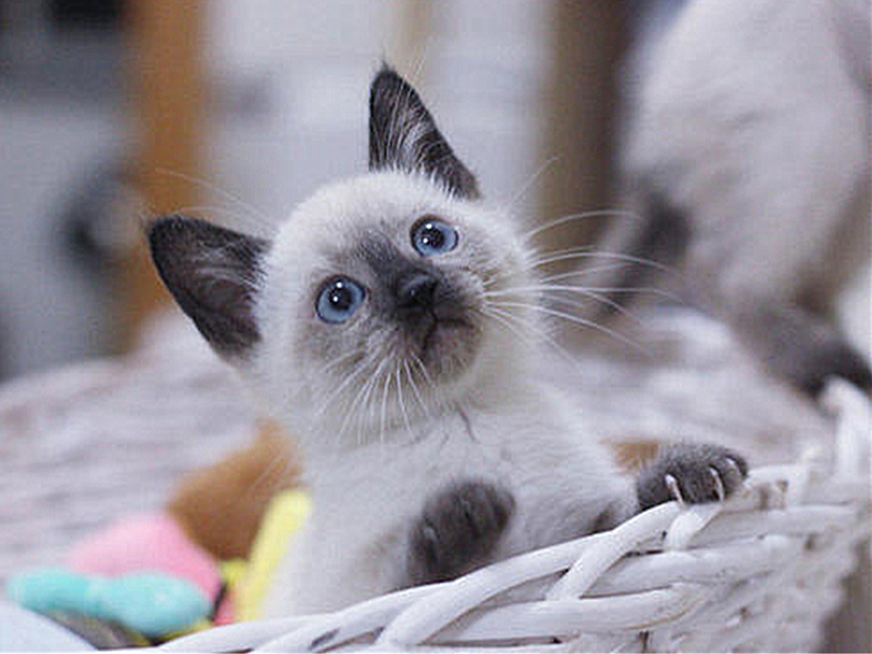 猫咪毛发变颜色是怎么回事,辟谣猫咪谣言