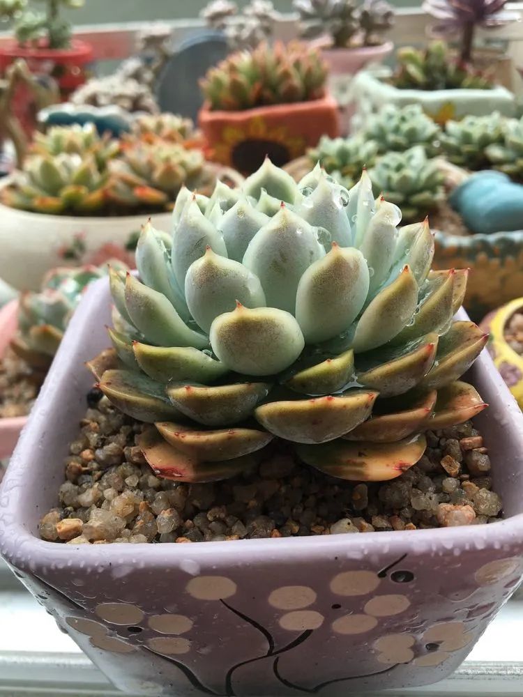 五颜六色的透明多肉,颜色超好看的多肉