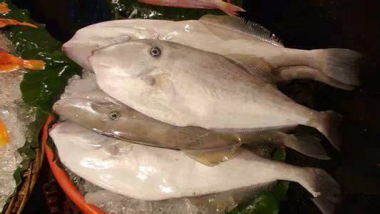 史上最全面的海鲜大咖,史上最全海鲜视频