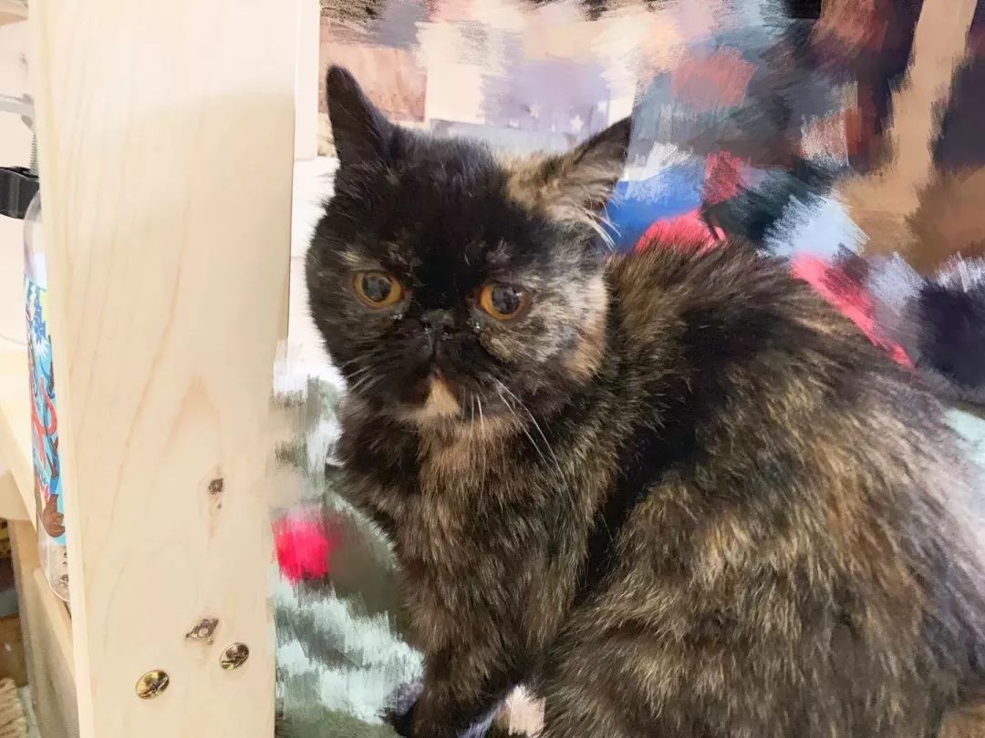 中华田园猫为什么叫中华田园猫呢,中华田园猫什么猫最好最粘人