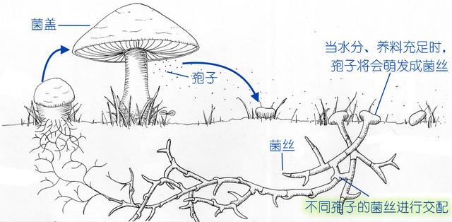 在家种蘑菇菌包靠谱吗,家种蘑菇菌包