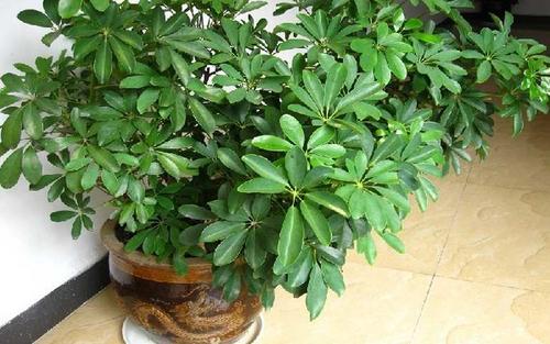 家里养4种花高贵优雅一养就上瘾,家里必养4种花美翻天