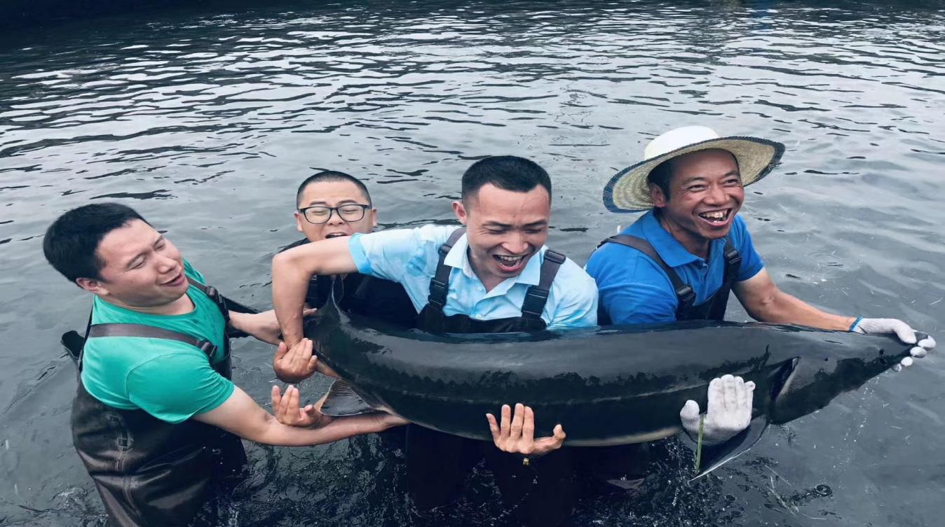 鲟鱼子酱是干什么的,深海鲟鱼子酱什么颜色的