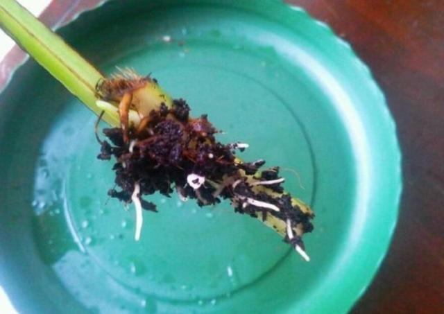 不会扦插的花怎么办,不会养花只养绿萝