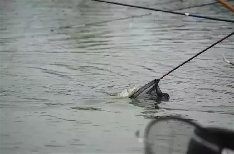 调3钓2出顿口不中鱼,调底钓高顶漂为什么不中鱼