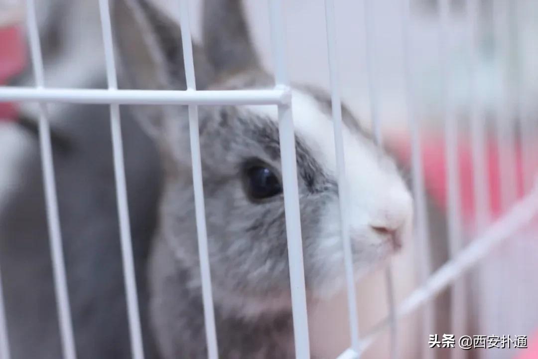 西安撸兔店,西安撸兔体验馆团购