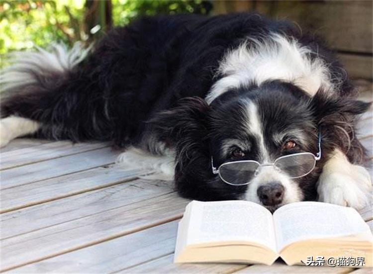 细小的症状狗狗还会很活泼吗,细小症状狗狗