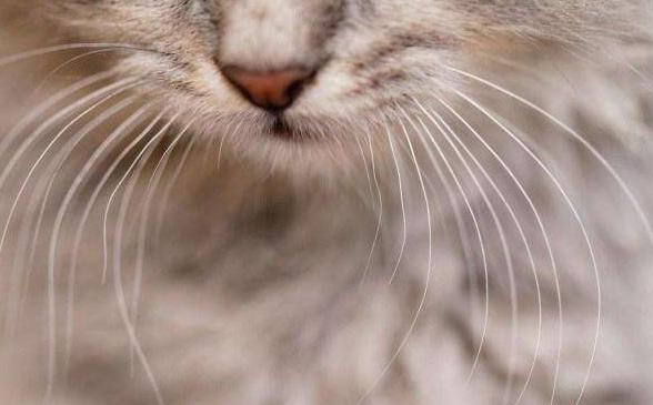 关于猫咪的胡须，你了解多少呢？