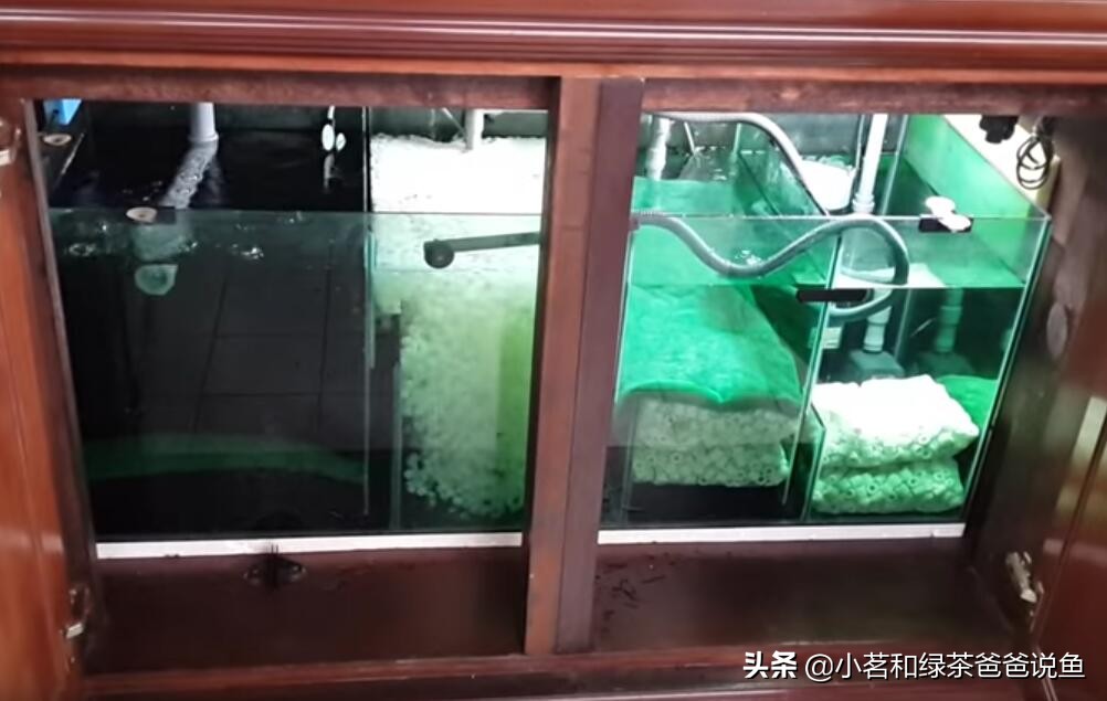 新开鱼缸怎么快速建立硝化菌,新鱼缸怎样快速培养硝化菌