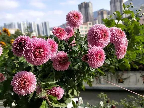 菊花的花蔫了怎么办,菊花凋谢后如何再次开花