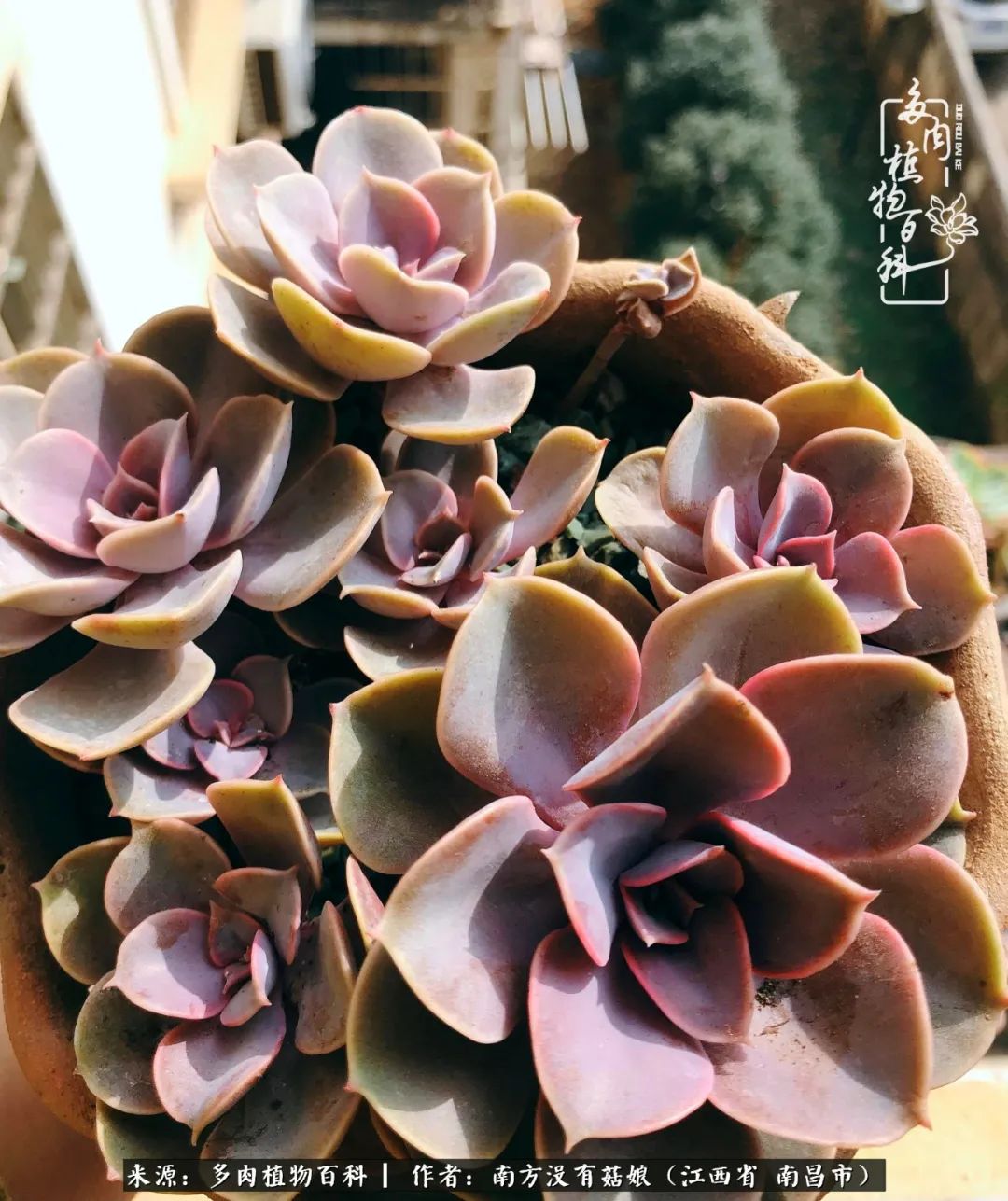 既见云胡不喜,既见君子云胡不喜毛笔楷书