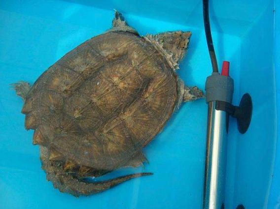 鱼池里的乌龟冬天怎么过冬,冬天乌龟如何过冬