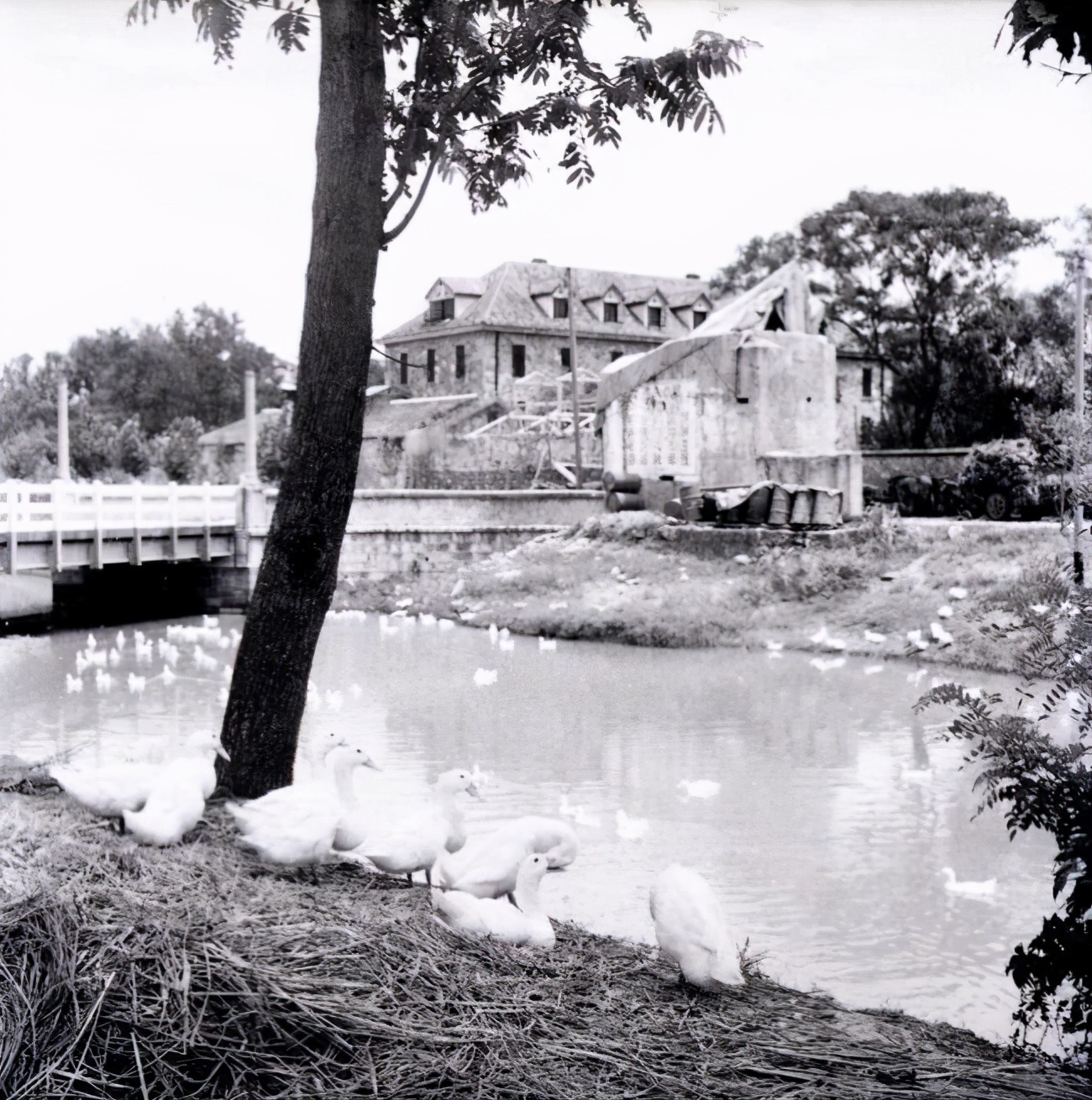 绝密照片还原百年嘉兴的真实面目,绝密照片还原百年台州