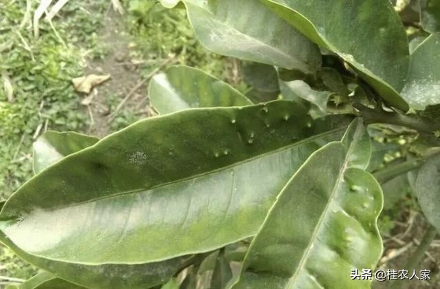 这个是柑橘疮痂病，在温暖湿润条件下最容易发病