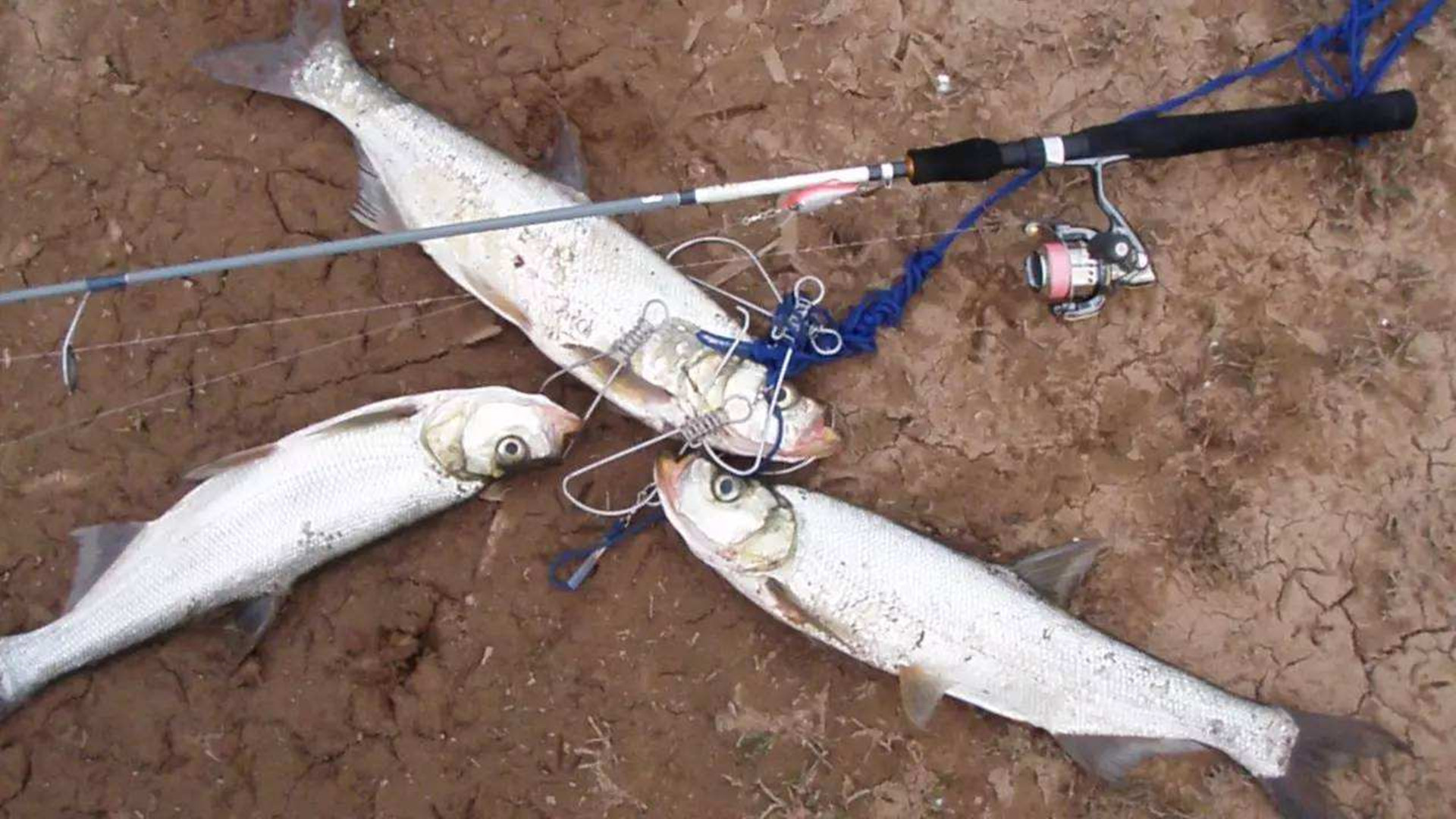 路亚无铅钓法的优缺点,路亚钓法用假饵能钓到鲫鱼吗