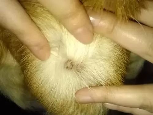 狗狗常见的皮肤病怎么整治,狗狗常见皮肤疾病