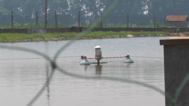 甲鱼每天都死亡是缺氧吗,甲鱼大量死亡怎么办