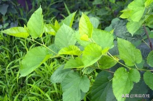 农村比较常见的中草药,农村不可碰的十种草药