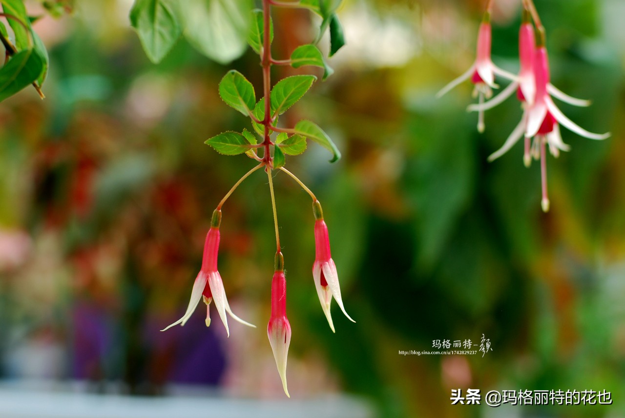 园丁金挂有排期吗,吊钟海棠怎么养护