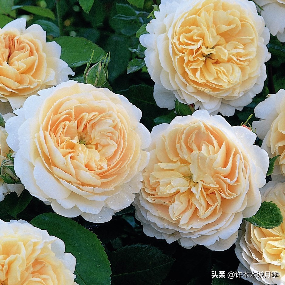 买回来的月季不长花骨朵怎么办,买回来的月季不开怎么回事