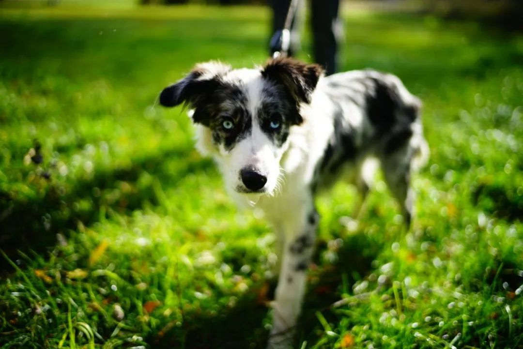 为什么这么多人捧华为,为什么那么多人喜欢徕卡